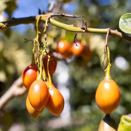 Home2book Icod Rural Escape Pool Bbq * El Amparo