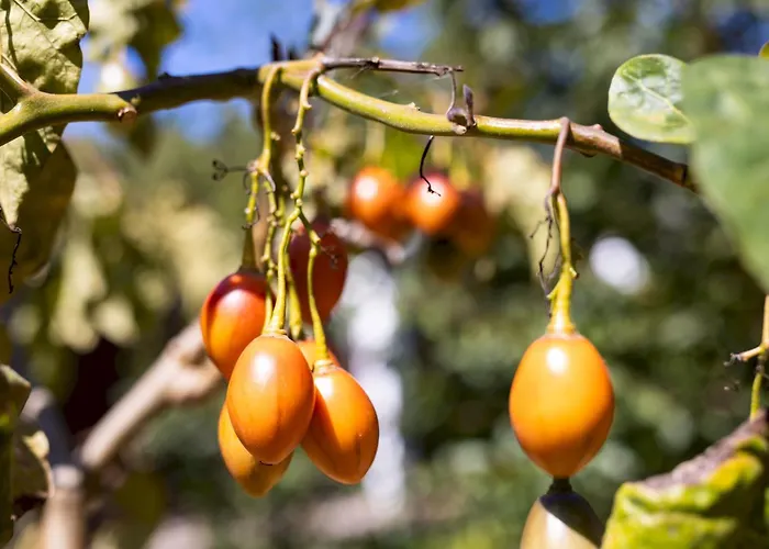 Home2book Icod Rural Escape Pool Bbq * El Amparo